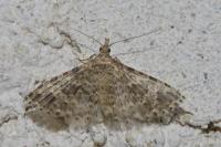 Alucita hexadactyla