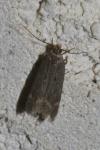 Aroga velocella