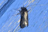 Adela reaumurella