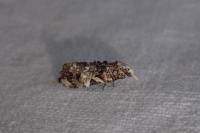 Phtheochroa rugosana
