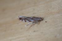 Phyllonorycter distentella