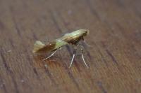 Caloptilia