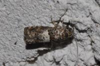 Epiblema gr. sticticana