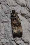 Endothenia gr. gentianaeana