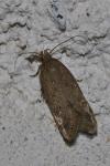 Bryotropha