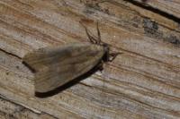 Dichomeris derasella