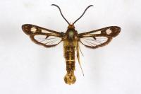 Chamaesphecia euceraeformis