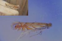 Phyllonorycter quercifoliella
