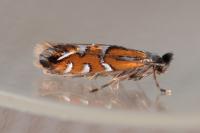 Phyllonorycter lautella