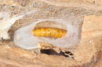 Phyllonorycter lautella