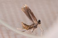 Phyllonorycter lautella