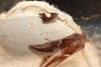 Pammene regiana