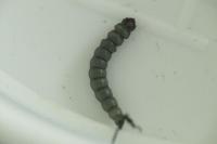 Eriocrania sangii