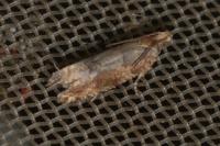 Crocidosema plebejana