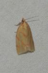 Clepsis pallidana
