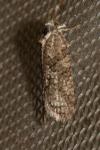 Cnephasia