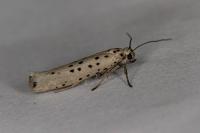Yponomeuta sedella