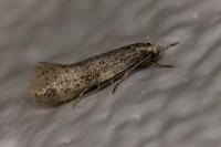 Elachista canapennella