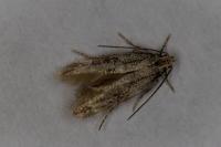 Elachista canapennella
