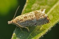 Dichrorampha plumbagana