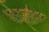 Alucita hexadactyla