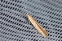 Coleophora