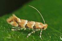 Phyllonorycter trifasciella