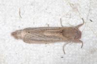 Phragmataecia castaneae