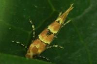 Phyllonorycter trifasciella