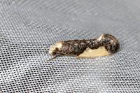 Monopis monachella
