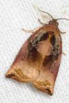 Archips podana