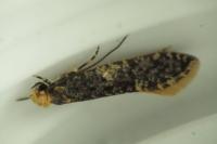 Monopis laevigella