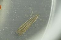 Coleophora