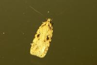 Agonopterix arenella