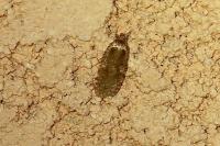Agonopterix purpurea