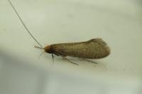 Nematopogon adansoniella