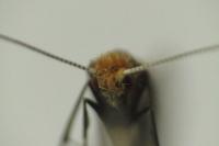 Nematopogon adansoniella