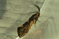 Incurvaria masculella