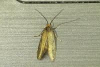 Incurvaria koerneriella