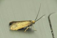 Incurvaria koerneriella