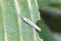 Coleophora