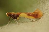 Caloptilia alchimiella