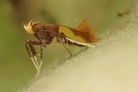Caloptilia alchimiella