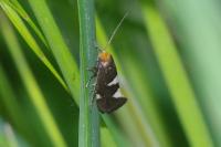 Incurvaria masculella