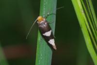 Incurvaria masculella