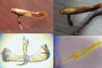 Caloptilia alchimiella
