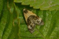 Phtheochroa purpuratella