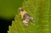 Phtheochroa purpuratella