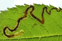 Stigmella anomalella