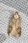 Borkhausenia